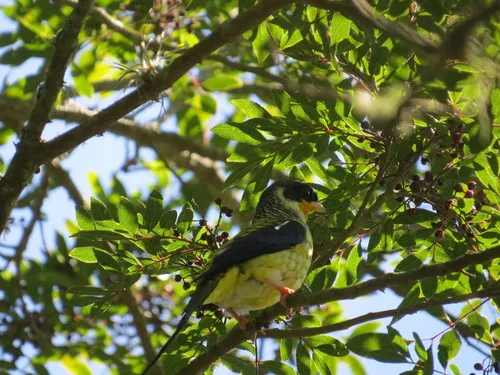 Tesourinha-da-mata