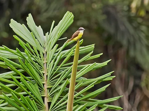 Lesser Kiskadee