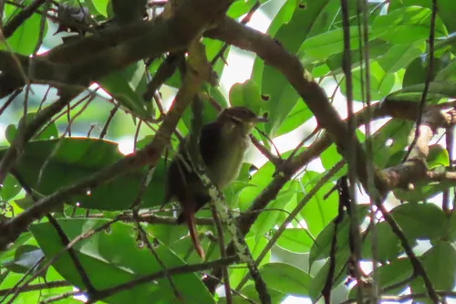 Rufous-rumped Foliage-gleaner