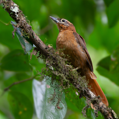 Alagoas Foliage-gleaner