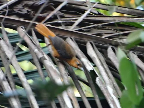 Cinnamon-rumped Foliage-gleaner