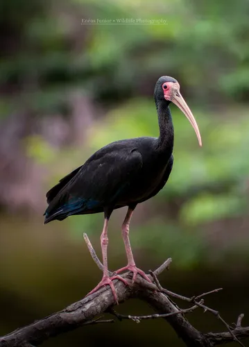 Tapicuru