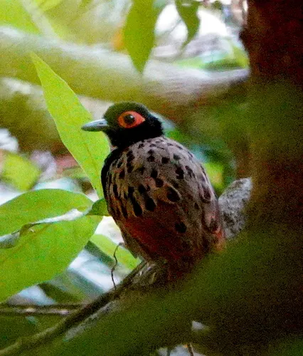 Black-spotted Bare-eye