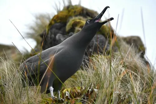 Sooty Albatross