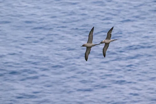 Light-mantled Albatross