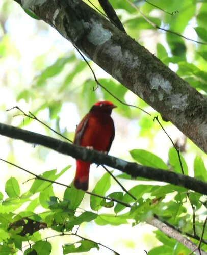 Guianan Red-Cotinga