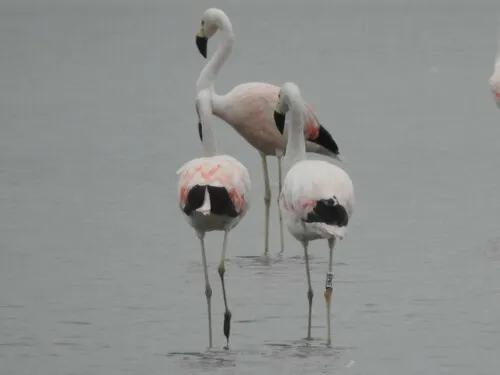 Andean Flamingo