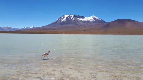 Flamingo-da-puna