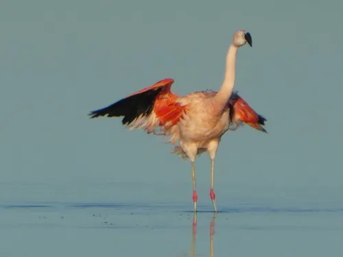 Flamingo-chileno