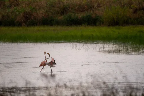 Flamingo