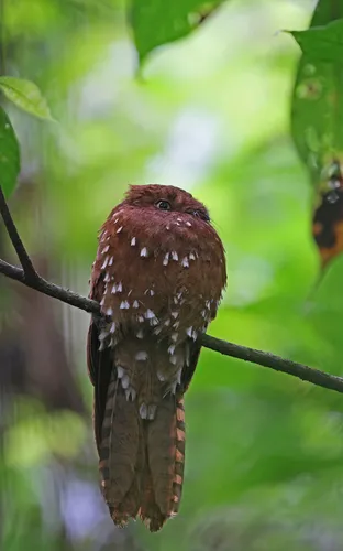 Urutau-ferrugem