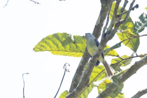 Sooty-headed Tyrannulet