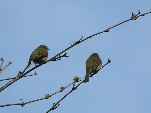 Gray-capped Tyrannulet