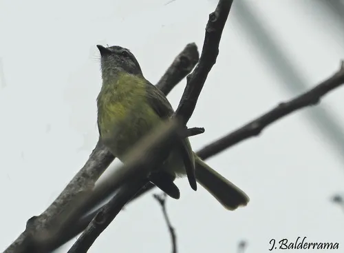 Piolhinho-do-acre