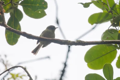 Bahia Tyrannulet