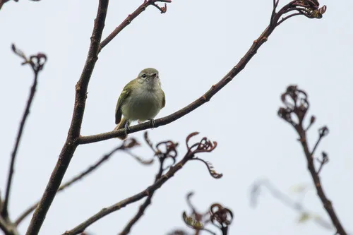 Alagoas Tyrannulet