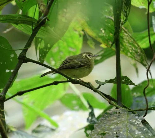 Sao Paulo Tyrannulet