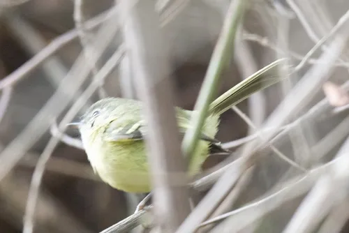 Mottle-cheeked Tyrannulet