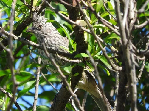 White-tipped Plantcutter