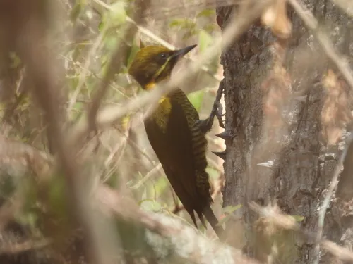 Golden-green Woodpecker