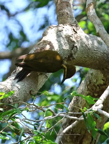Spot-throated Woodpecker