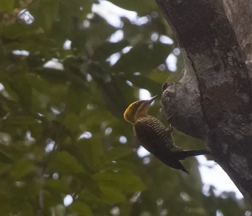 Belem Woodpecker
