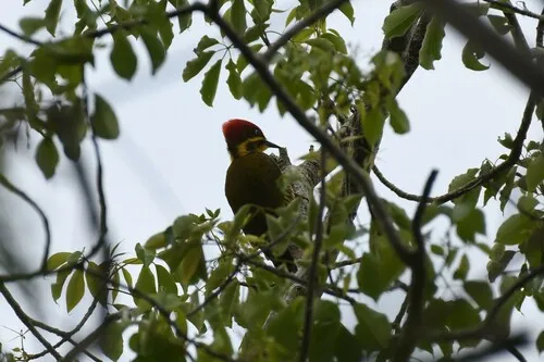 Atlantic Woodpecker