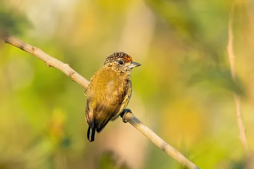 Bar-breasted Piculet