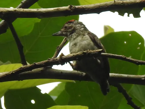 Plain-breasted Piculet