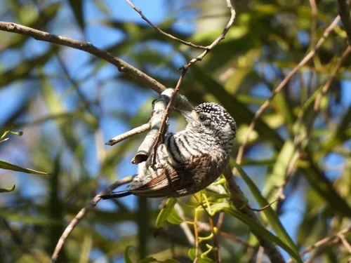 White-barred Piculet