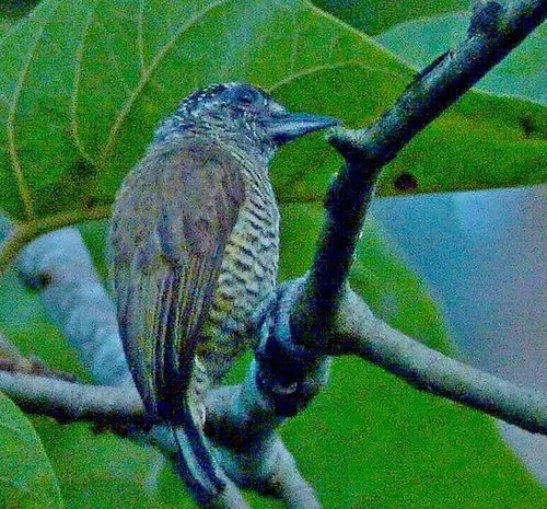 Bahia Piculet