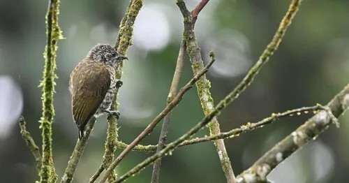 Picapauzinho-do-amazonas