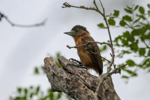 Ochraceous Piculet