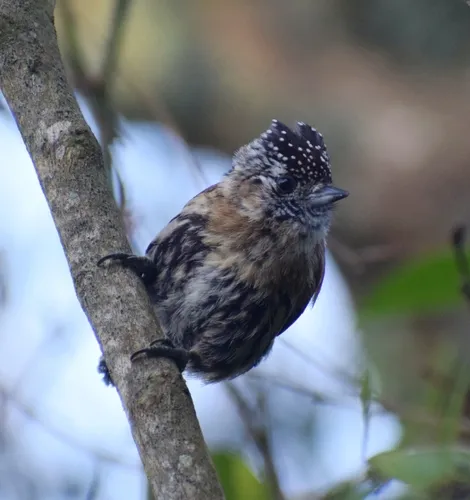 Mottled Piculet