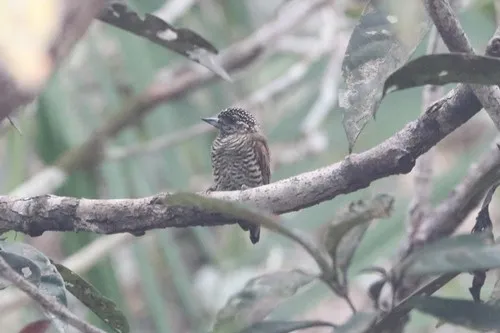 Orinoco Piculet