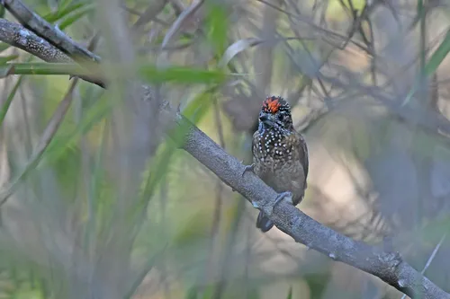 Spotted Piculet