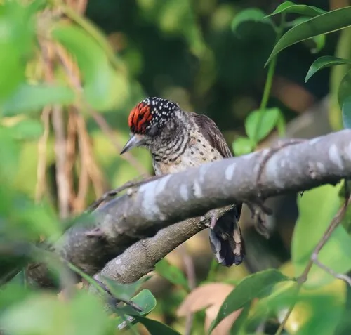 White-bellied Piculet