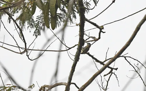 Fine-barred Piculet