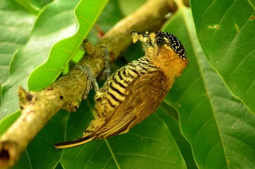 Picapauzinho-de-coleira