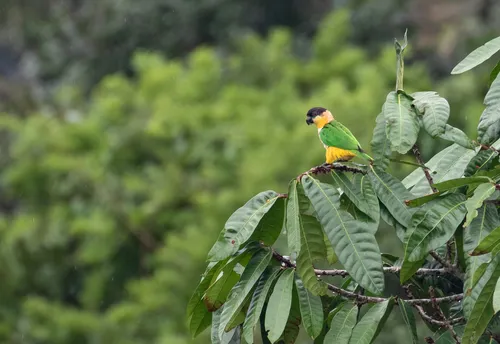 Black-headed Parrot