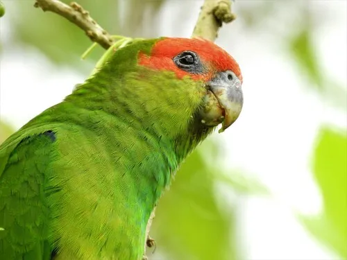 Cuiú-cuiú