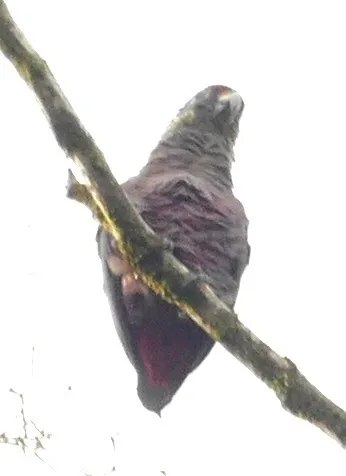 Dusky Parrot