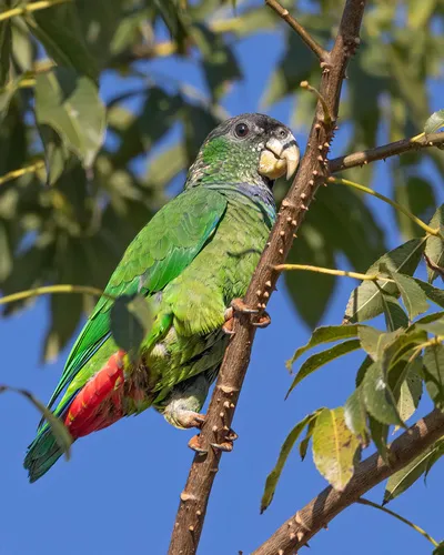 Scaly-headed Parrot