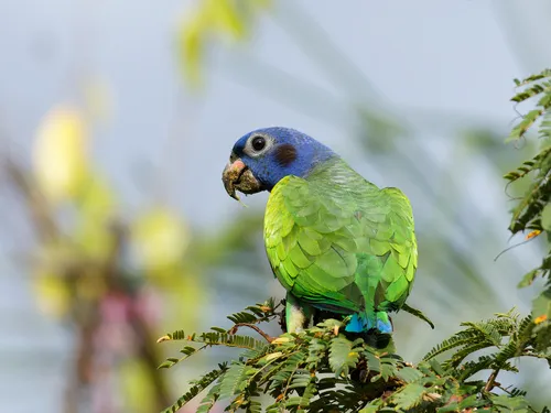 Maitaca-de-cabeça-azul