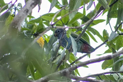 Reichenow's Parrot