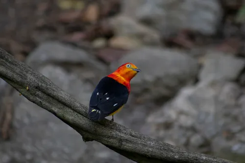 Band-tailed Manakin