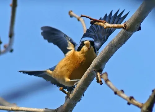 Fawn-breasted Tanager