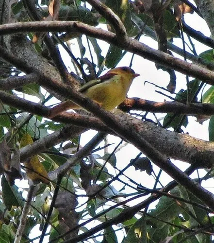 Black-capped Piprites