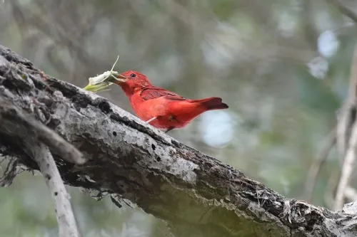 Sanhaço-vermelho