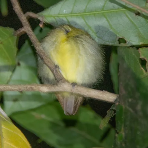 Golden-crowned Spadebill